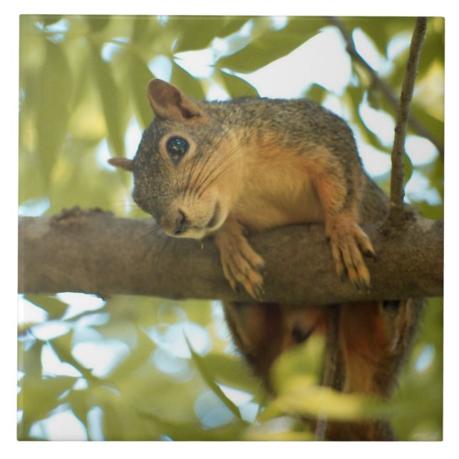 Cute & Curious Squirrel Nature Photography Ceramic Tile (Front)