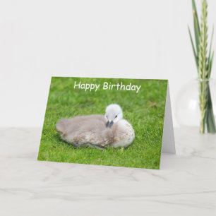 Cute Cygnet Birthday Card