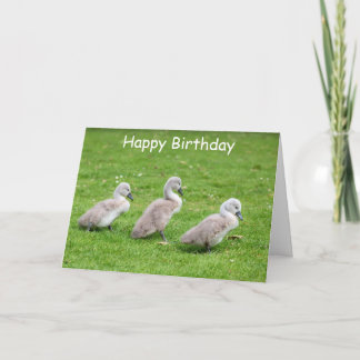 Cute Cygnets Birthday Card