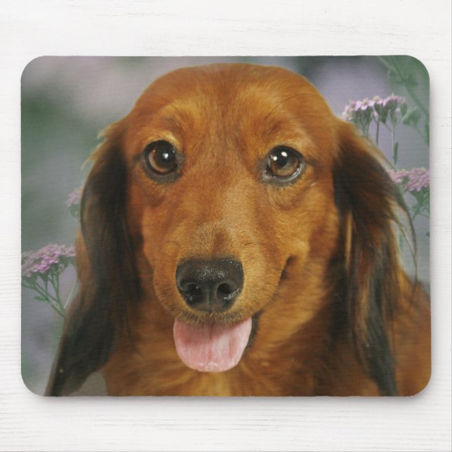 Cute Dachshund (Brown Long Haired) Wild Flowers Mouse Pad (Front)
