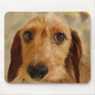 Cute Dachshund (Brown Wire Haired) in Daffodils Mouse Pad