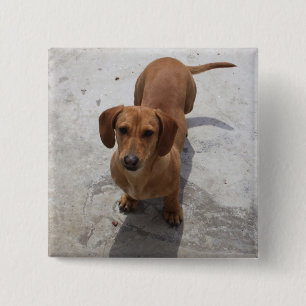 Cute Dachshund Collection 15 Cm Square Badge