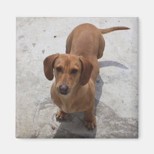 Cute Dachshund Collection Magnet