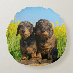 Cute Dachshund Dogs Dackel Portrait Photo - smooth Round Cushion