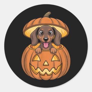 Cute Dachshund In Pumpkin Funny Wiener Dog Classic Round Sticker