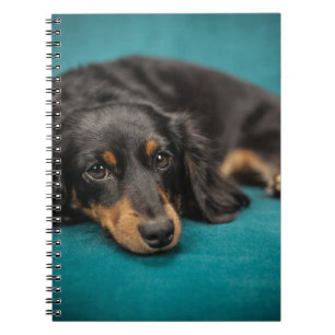 Cute Dachshund Laying Down Notebook