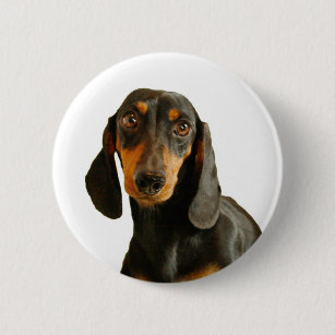 Short Haired Miniature Dachshund Accessories Zazzle Com Au