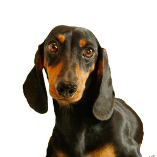 Short Haired Miniature Dachshund Accessories Zazzle Com Au