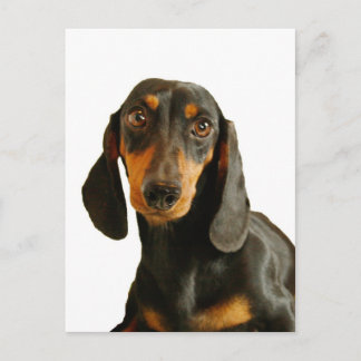 Cute Dachshund ( Miniature Brown Short Haired ) Postcard
