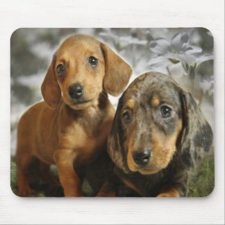 Cute Dachshund Puppies (Brown/Black) Mouse Pad