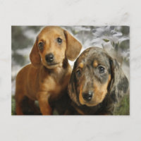 Cute Dachshund Puppies (Brown/Black)