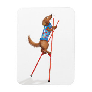 Cute dachshund walking on stilts magnet