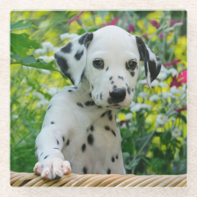 Cute Dalmatian Dog Cute Puppy Photo, Table-Decor Glass Coaster (Front)