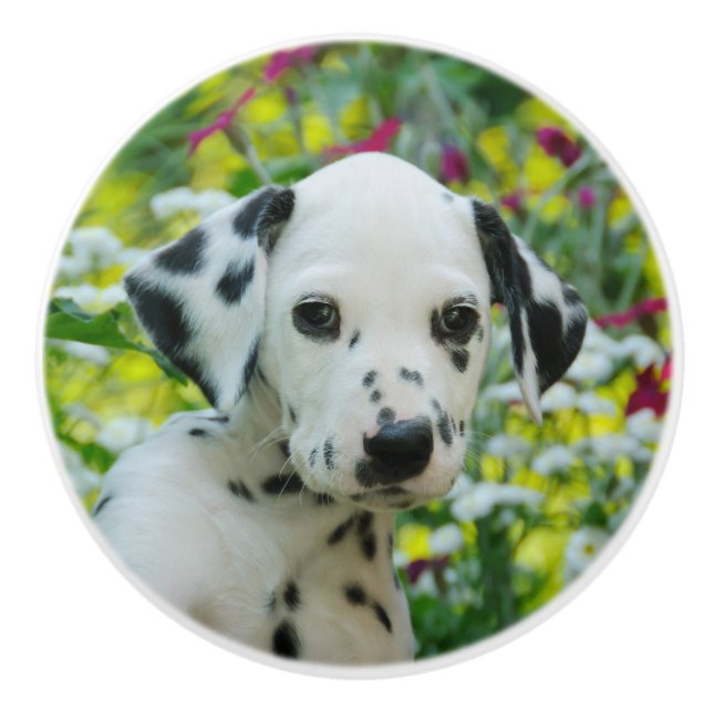 Cute Dalmatian Dog Cute Puppy Portrait, Decorative Ceramic Knob (Front)