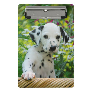 Cute Dalmatian Dog Puppy Portrait Pet Photo on a Mini Clipboard