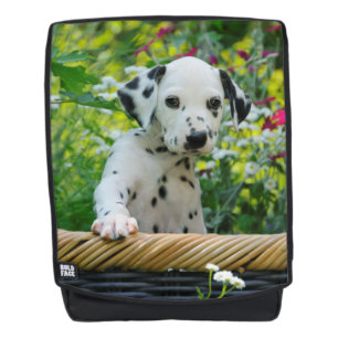Cute Dalmatian Dog Puppy Portrait Photo - Boldface Backpack