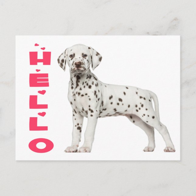 Cute Dalmatian Puppy Dog Hello Thinking of You Postcard (Front)