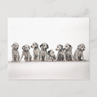 cute dalmation puppies pupy pup pups dog dogs postcard