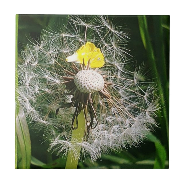 Cute dandelion ceramic tile (Front)