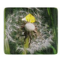 Cute dandelion