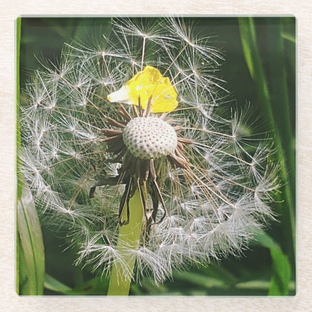 Cute dandelion glass coaster (Front)