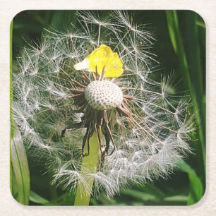 Cute dandelion square paper coaster