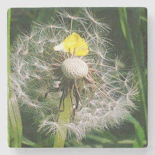 Cute dandelion stone coaster