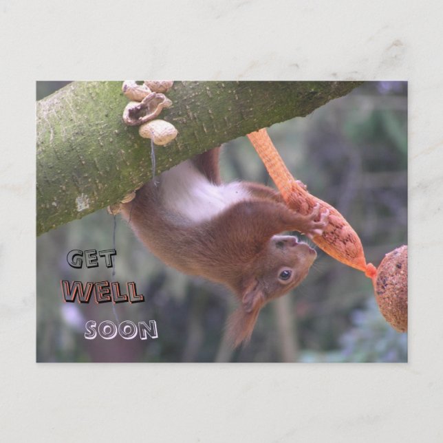 Cute Dangling Squirrel Get Well Soon Postcard (Front)