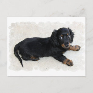 Cute Daschund Postcard