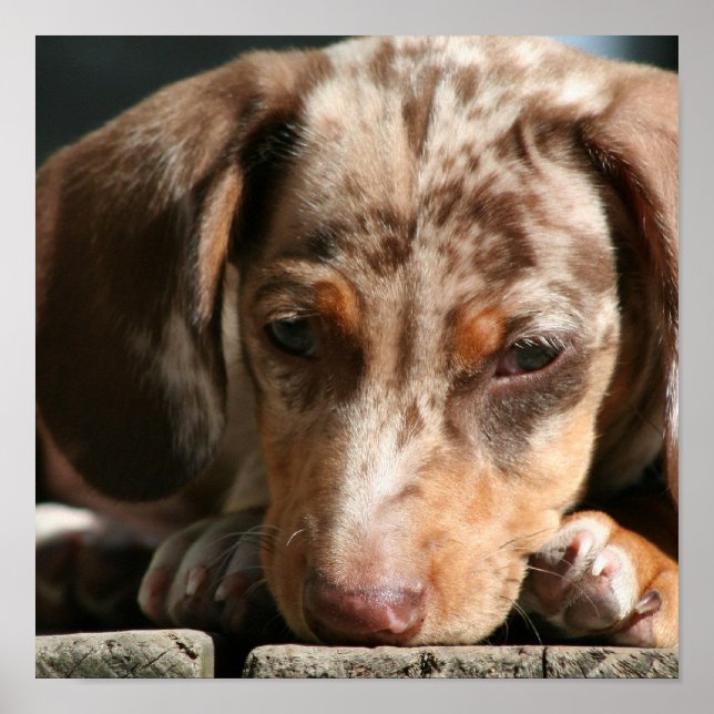 Cute Daschund Puppy Poster (Front)