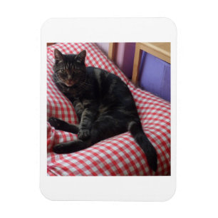Cute Dave Flexible Photo Magnet
