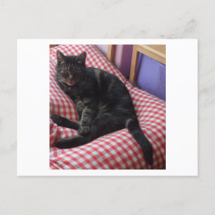 Cute Dave Postcard
