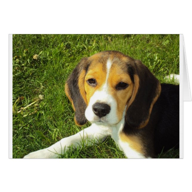 Cute Dog (Front Horizontal)