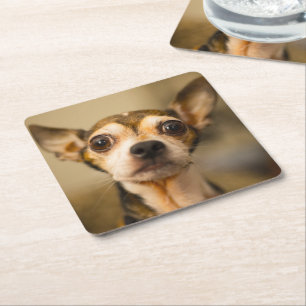 Cute Dog coasters 10