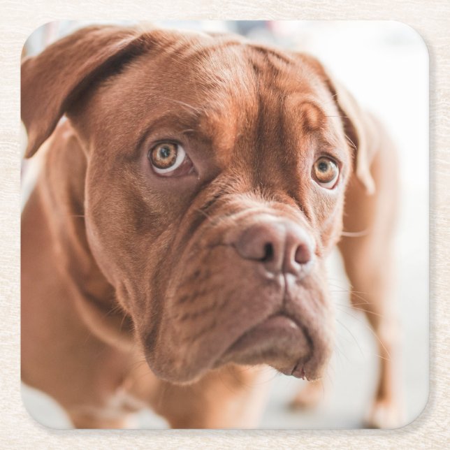 Cute Dog coasters 6 (Front)