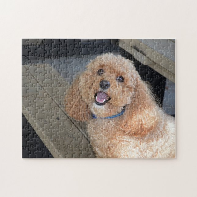 Cute Dog Cockapoo Breed Best Friend Animal Pet  Jigsaw Puzzle (Horizontal)