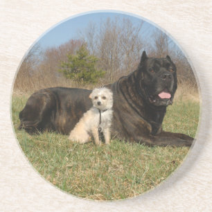 Cute Dog Couple Coaster