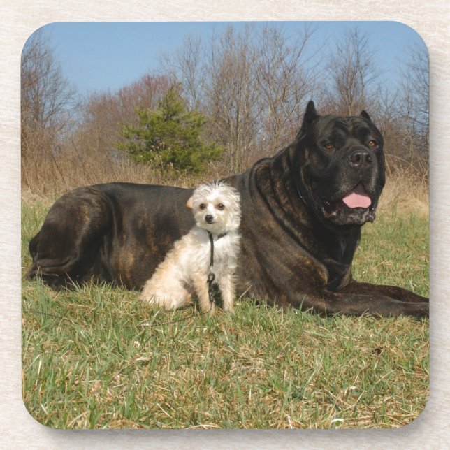 Cute Dog Couple Coaster (Front)