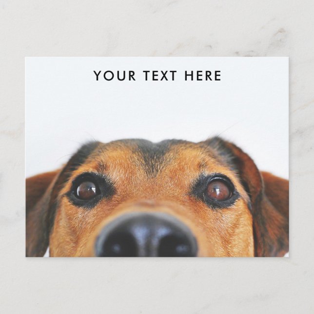 Cute Dog Face Peeking Postcard (Front)