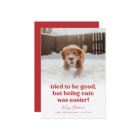  Cute Dog Funny Pet Photo Christmas