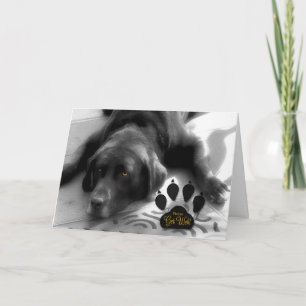 Cute Dog Get Well for the Pet Lover with Labrador Card