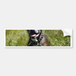 Cute dog in grass bumper sticker