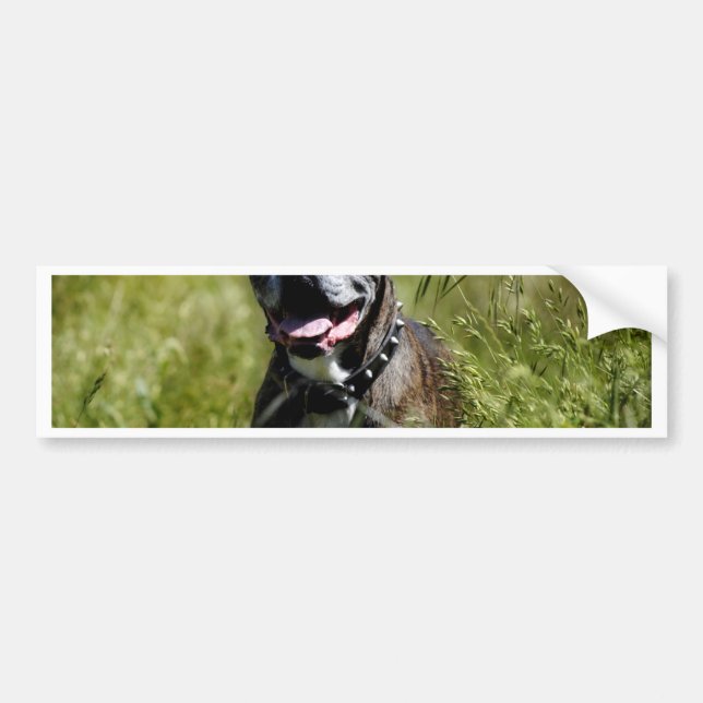 Cute dog in grass bumper sticker (Front)