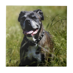 Cute dog in grass ceramic tile