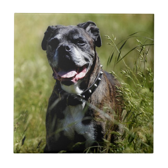 Cute dog in grass ceramic tile (Front)