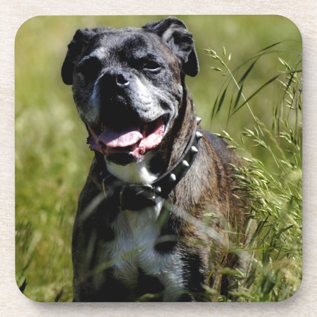 Cute dog in grass coaster (Front)