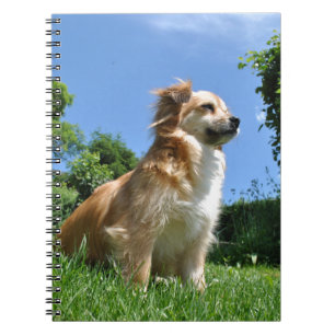 Cute dog in grass notebook