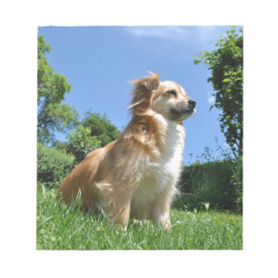 Cute dog in grass notepad