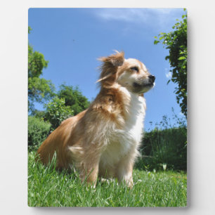 Cute dog in grass plaque