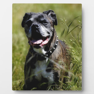 Cute dog in grass plaque
